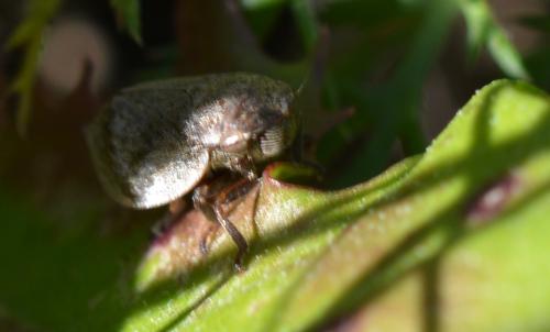 Réf. 296 033 : Lepyronia coleoptrata